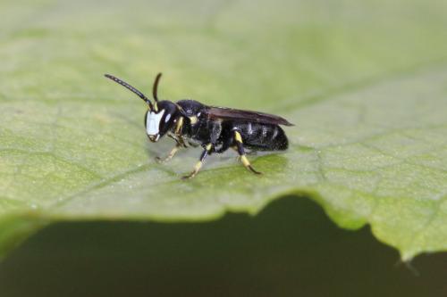 Réf. 267 665 : Hylaeus sp.